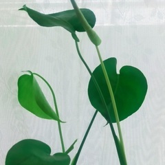とっても元気なモンステラの挿し木の画像