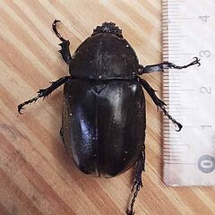オキナワカブト虫の幼虫の画像