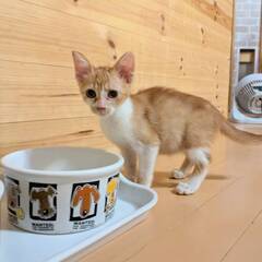 in岡崎市☆子猫もいっぱい☆保護猫達を暖かいオウチに迎えよ…