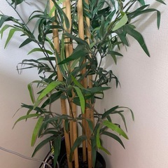 観葉植物　光触媒　フェイクグリーンの画像