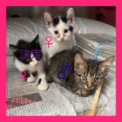 生後2ヶ月未満の子猫達