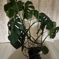 モンステラ　観葉植物の画像