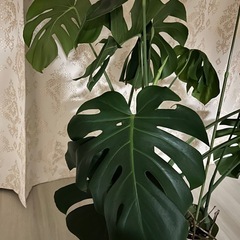 モンステラ　観葉植物の画像