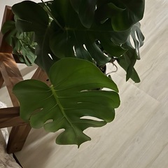 モンステラ　観葉植物の画像
