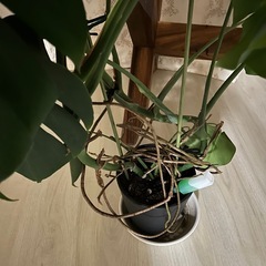 モンステラ　観葉植物の画像