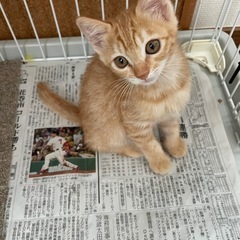 【ご希望者さん有り】子猫  3ヶ月くらいの画像