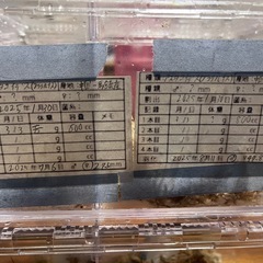 アスタコイデスノコギリクワガタ成虫ペア2の画像