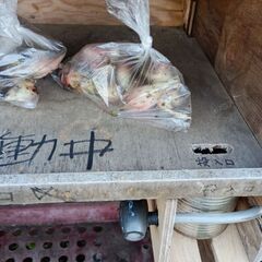 みょうが　１袋　300円の画像
