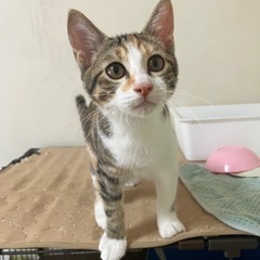 生後4か月、構って欲しいシマ三毛♀サヨリ🛩️