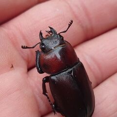 【簡単飼育 美麗ノコ 採集禁止種】トカラノコギリクワガタ 幼虫5頭セット販売の画像