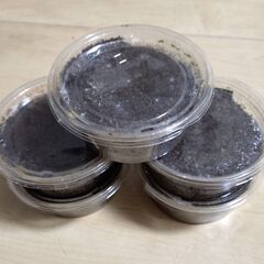 【簡単飼育 美麗ノコ 採集禁止種】トカラノコギリクワガタ 幼虫5頭セット販売の画像