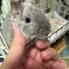 ありがとうございました。きまりました。デグー　女の子