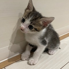 子猫の里親募集中です。