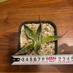 アガベ　スカブラ錦の画像