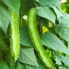 うずりん豆（四角豆）