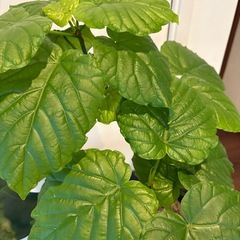 観葉植物　ウンベラータの画像