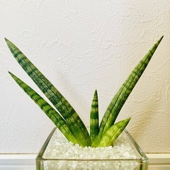 サンスベリア　ボンサレンシス　観葉植物　ハイドロカルチャーの画像