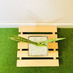 サンスベリア　ボンサレンシス　観葉植物　ハイドロカルチャーの画像