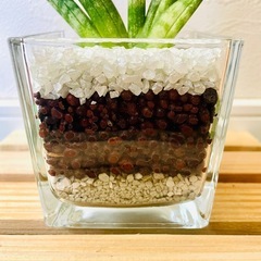 サンスベリア　ボンサレンシス　観葉植物　ハイドロカルチャーの画像