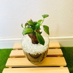 ガジュマル　観葉植物　ハイドロカルチャーの画像