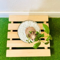 ガジュマル　観葉植物　ハイドロカルチャーの画像
