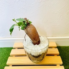 ガジュマル　観葉植物　ハイドロカルチャーの画像