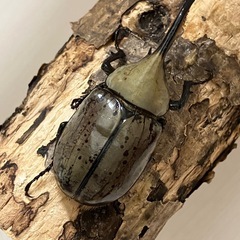 グラントシロカブト成虫♂１頭♀１
頭の画像