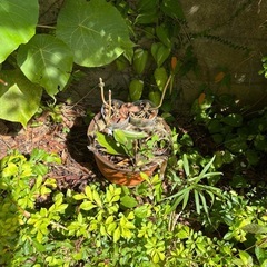 【取り放題】花★胡蝶蘭★植木鉢★植物の画像