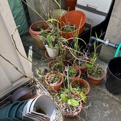 【取り放題】花★胡蝶蘭★植木鉢★植物の画像