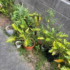 【取り放題】花★胡蝶蘭★植木鉢★植物の画像