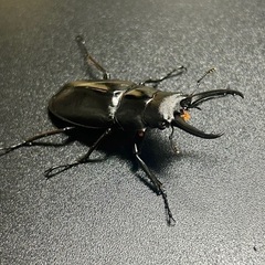 ギラファノコギリクワガタ亜種ティモレンシス　成虫ペアの画像