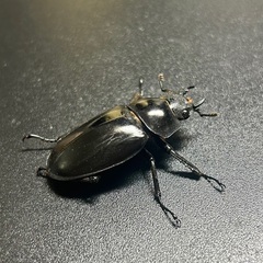 ギラファノコギリクワガタ亜種ティモレンシス　成虫ペアの画像