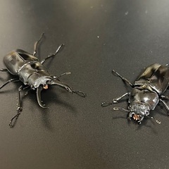 ギラファノコギリクワガタ亜種ティモレンシス　成虫ペアの画像