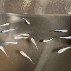 改良メダカ  幼魚  10匹  ✨星河✨の画像