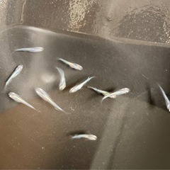 改良メダカ  幼魚  10匹  ✨星河✨の画像