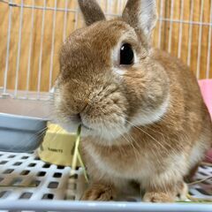 ★里親様✨募集致します★はや君※9/21(日)澄川シェルター譲渡...