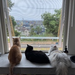 保護猫