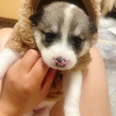 とっても甘えん坊のチャッピー🤎