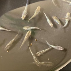 改良メダカ  若魚  10匹  ✨アロエ✨の画像