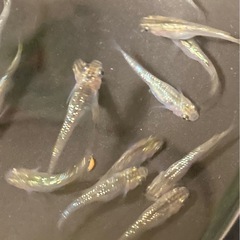 改良メダカ  若魚  10匹  ✨アロエ✨の画像