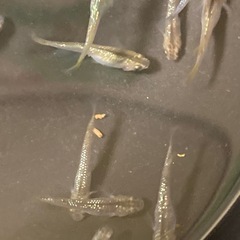 改良メダカ  若魚  10匹  ✨アロエ✨の画像