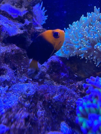 ココスピグミーエンゼル
