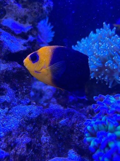 ココスピグミーエンゼル