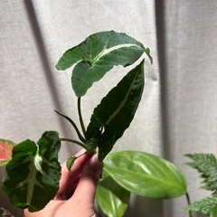 カット苗　ｼﾝｺﾞﾆｳﾑ ﾌﾞﾗｯｸﾍﾞﾙﾍﾞｯﾄ 観葉植物の画像