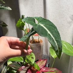 カット苗　ｼﾝｺﾞﾆｳﾑ ﾌﾞﾗｯｸﾍﾞﾙﾍﾞｯﾄ 観葉植物の画像