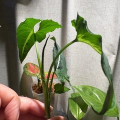 カット苗　ｼﾝｺﾞﾆｳﾑ ﾌﾞﾗｯｸﾍﾞﾙﾍﾞｯﾄ 観葉植物の画像