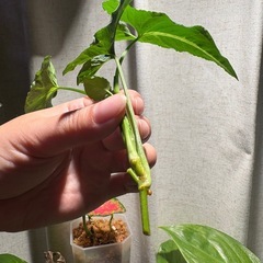 カット苗　ｼﾝｺﾞﾆｳﾑ ﾌﾞﾗｯｸﾍﾞﾙﾍﾞｯﾄ 観葉植物の画像