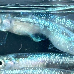 【緑光黒百ラメメダカ】の画像