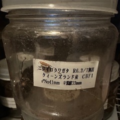 ニジイロクワガタ　オスのみの画像