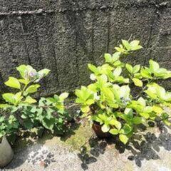 お得品。亡き祖父のがくあじさい とシャクヤクの苗のセット（明日中に横浜の自宅にて引き取り希望です。）の画像